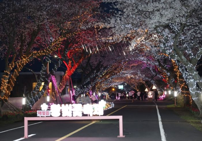 제주 애월 왕벚꽃거리 야간 조명 아래 벚꽃 터널 풍경