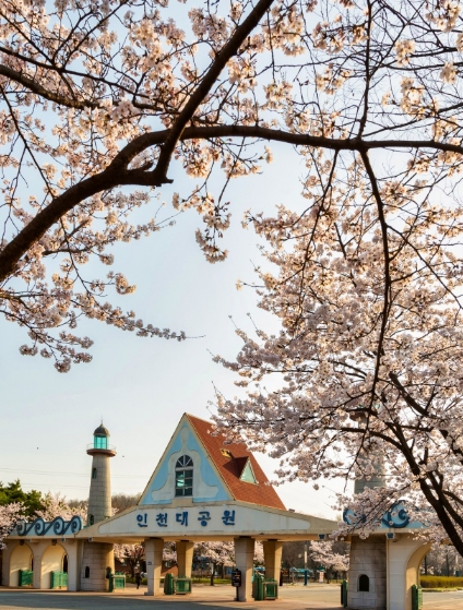인천대공원 벚꽃과 입구 전경