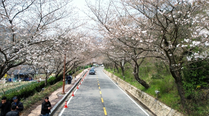 한수제 벚꽃길 전경