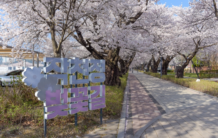 작천정 벚꽃길 전경