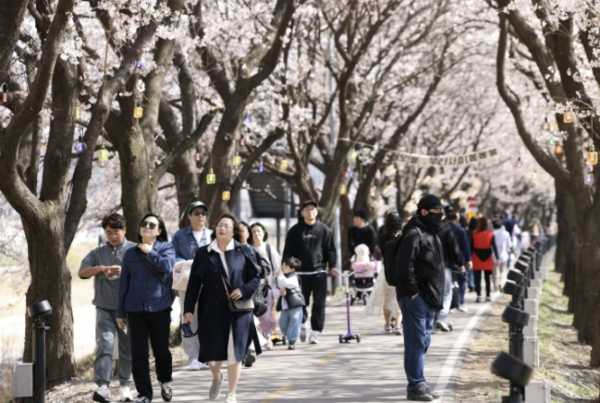 보은 보청천 벚꽃길을 걷는 방문객들 모습