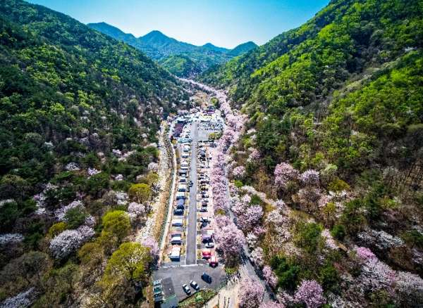 금산 보곡산골 일대 산벚꽃과 계곡을 따라 이어진 도로 전경