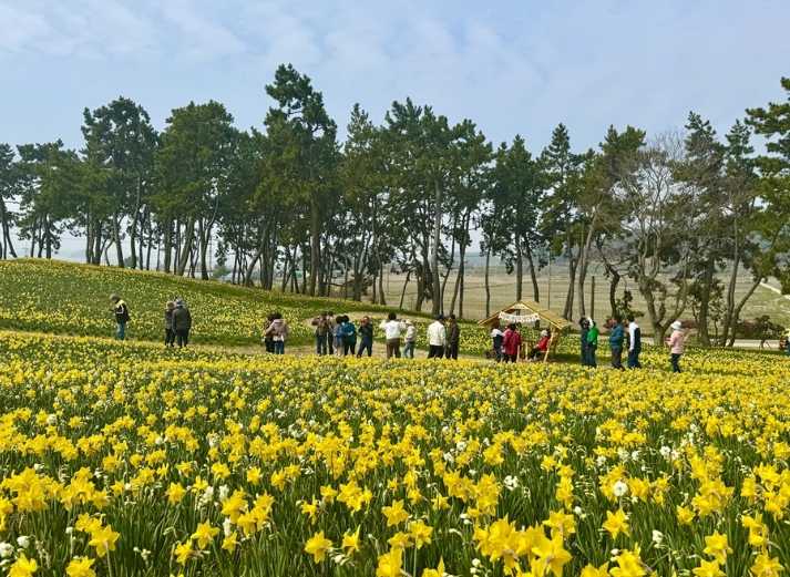 신안 섬 수선화 축제 현장 전경