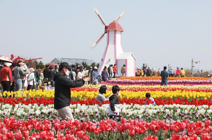 신안 임자도 튤립축제 풍경