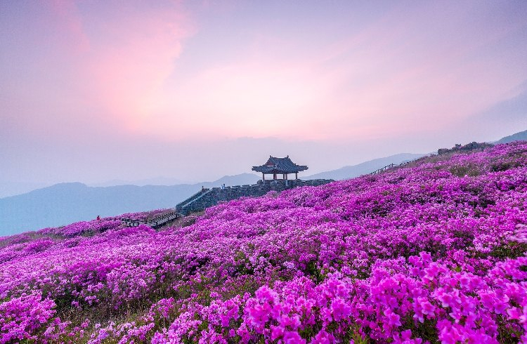 황매산 철쭉 군락지