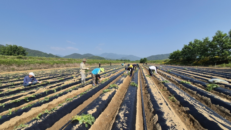 성주가야산황금들녘메뚜기축제 고구마 모종 심기