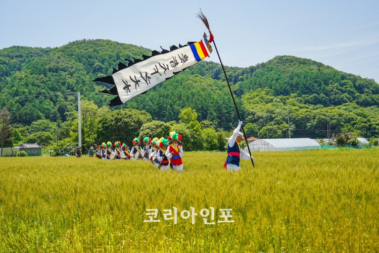양평 밀 축제 밀밭 풍경