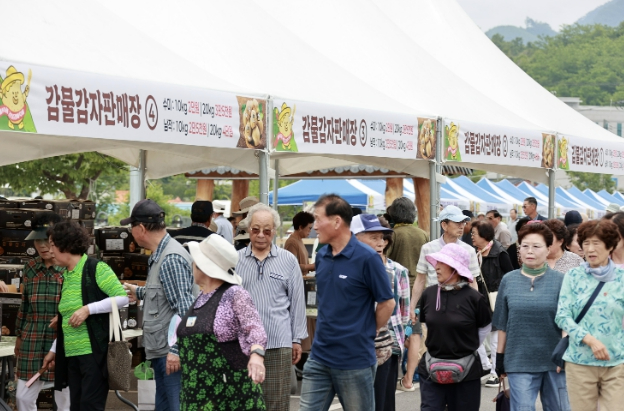 감물감자축제 행사장 모습