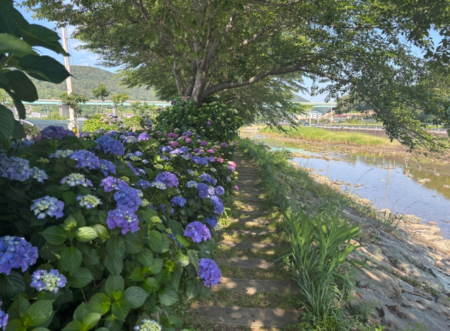 광도천 수국길 전경