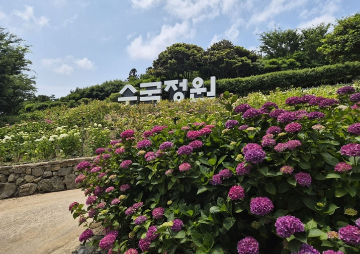 신안 도초도 수국공원 수국 풍경