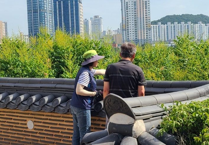 태화루 모감주나무꽃 관찰장