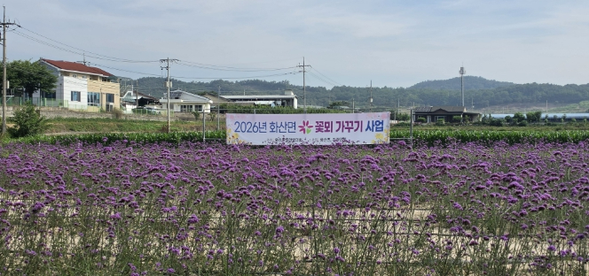 화산면 버들마편초 꽃밭 전경