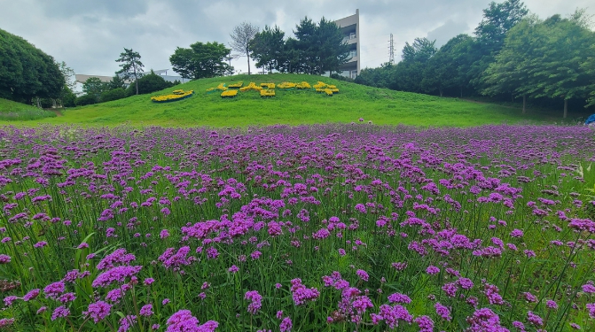 여수 선사유적공원 도시농업공간의 버들마편초 꽃밭 전경