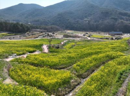남해군, 파라다랑스 유채꽃 개화, 봄 관광객 발길 이어져