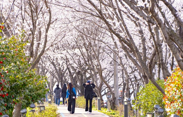 나주 영산포 봄 벚꽃 버스킹 축제 3월 28일 개최