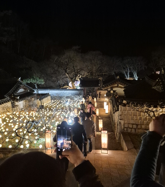 안동시, 도산서원 야간개장 절정, 매화 만개 속 ‘매화춘야’ 절경
