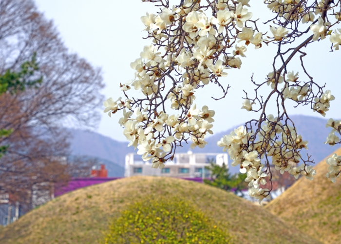 경주시, 3월 말 봄 여행지 추천, 대릉원·노서동 고분군·덕봉정사 목련 산책