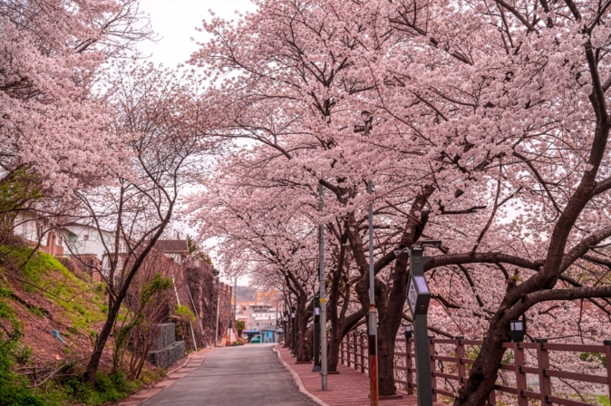 울산 남구, 장생옛길 벚꽃 이벤트 3월 31일 시작, QR 인증 참여형 프로그램 운영