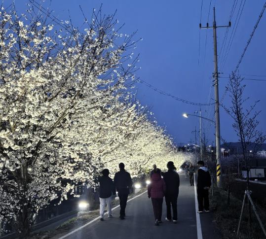 천안시, 원성천·천안천 벚꽃 야간경관조명 4월 12일까지 운영, 봄밤 산책 명소 조성