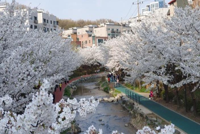 서울시, 봄 꽃길 175선 선정, 4월 벚꽃 절정 맞춰 도심 산책 명소 공개