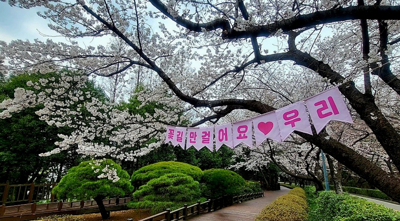 광양시, 봄꽃 명소 잇따라 개화, 4월 축제 개최 이어져 전역이 꽃길 관광지로 부상