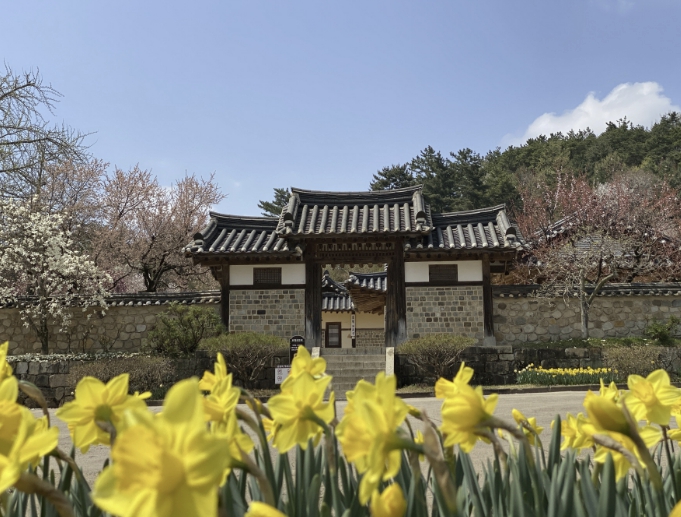 예산군, 추사고택 수선화 개화 시작, 봄꽃과 역사 어우러진 명소 주목