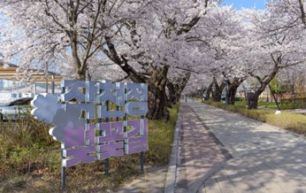 울산 울주군, 작천정 벚꽃축제 3월 31일~4월 5일 개최, 공연·체험·불꽃쇼 운영