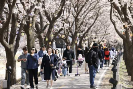 보은군, 보은 벚꽃길 축제 첫 주말 방문객 증가, 4월 12일까지 운영