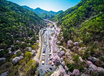 금산군, 보곡산골 산벚꽃 축제 4월 11~19일 개최, 산꽃 술래길 체험