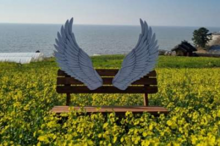 영광군, 백수해안도로 유채꽃 개화 시작, 봄 관광 명소 조성