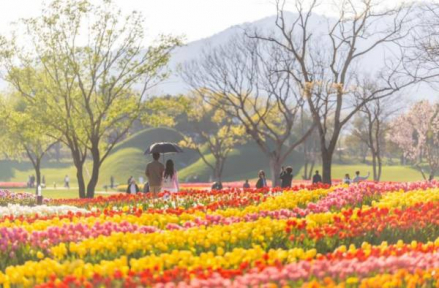 순천시, 순천만국가정원 튤립 150만 송이 만개, 봄 절정