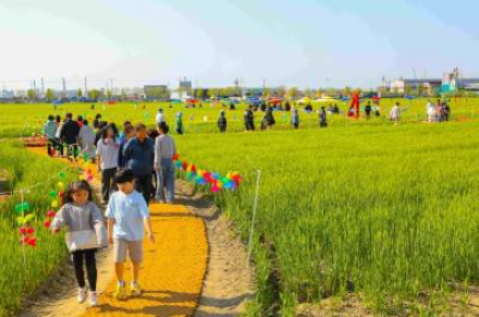 군산시, ‘군산꽁당보리축제’ 4월 24~26일 개최, 보리밭 체험형 농업축제 운영