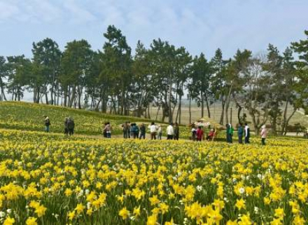 신안군, ‘섬 수선화 축제’ 4월 12일까지, 황금빛 수선화 물결 이어져