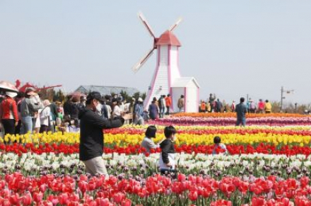 신안군, '섬 튤립축제’ 개막, 100만 송이 튤립 만개