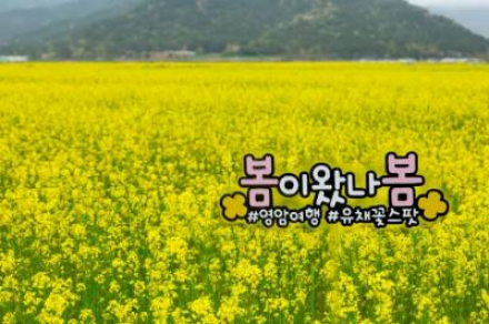 영암군, ‘봄이 왔나 봄’ 유채꽃 행사 4월 18~26일 운영, 꽃다발 체험·포토 명소 조성
