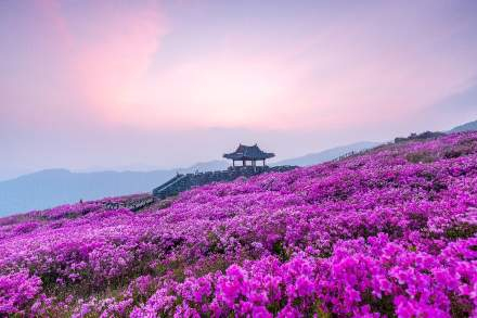 산청군, 황매산철쭉제 5월 1~10일 개최, 철쭉 군락·체험·농특산물 운영
