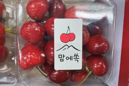 곡성군, 체리 본격 출하 시작, 프리미엄 산지 도약 본격화
