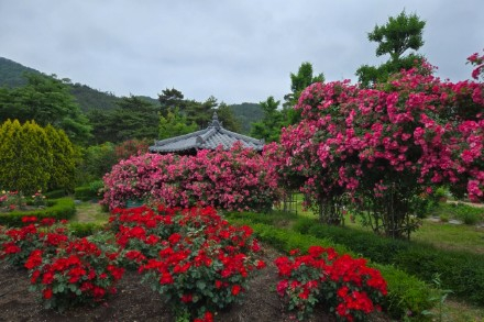 영동군, 노근리평화공원 장미 절정, 초여름 꽃 명소 인기