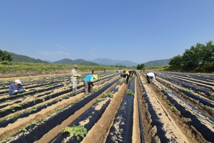성주군, 메뚜기축제 고구마 체험장 조성, 10월 축제 준비 본격화