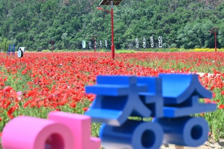 청송군, 산소카페 청송정원 개장 운영, 꽃양귀비 절경 눈길