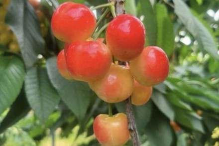 경주시, 경주 체리 6월 6~7일 홍보 행사 개최, 전국 대표 체리 주산지 가치 홍보
