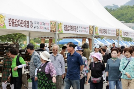 괴산군, 감물감자축제 6월 12~14일 개최, 감자캐기 체험과 청정 농산물 한자리