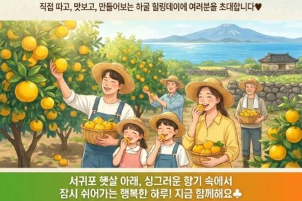서귀포시, ‘하귤 따기’ 힐링체험 6월 19일 개최, 수확부터 하귤청 만들기까지