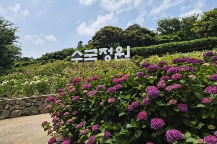 신안군, ‘섬 수국축제’ 6월 19~28일 개최, 도초도 수국공원 초여름 절경