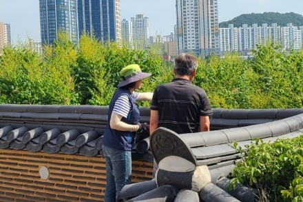울산시, 태화루 모감주나무꽃 관찰장 운영, 7월 5일까지 생태체험 진행