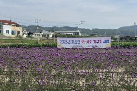영천시, 화산면 버들마편초 만개, 보랏빛 꽃물결 10월 말까지