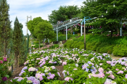 울산 남구, ‘장생포 수국 페스티벌’ 6월 19~28일 개최, 90만 송이 수국 물결