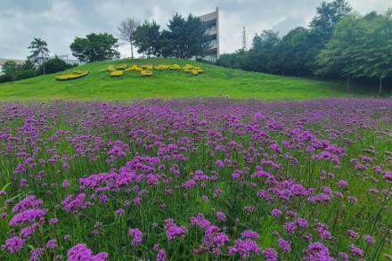 여수시, 선사유적공원 도시농업공간 운영, 버들마편초·코스모스 꽃물결 장관