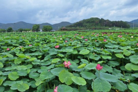 밀양시, 연꽃 만개한 밀양연꽃단지 여름 절경, 공연예술축제 함께 즐긴다