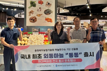 충청북도, 자체 개발 ‘통통’ 마늘 현대백화점 판매, 경인 11개 점포 공급